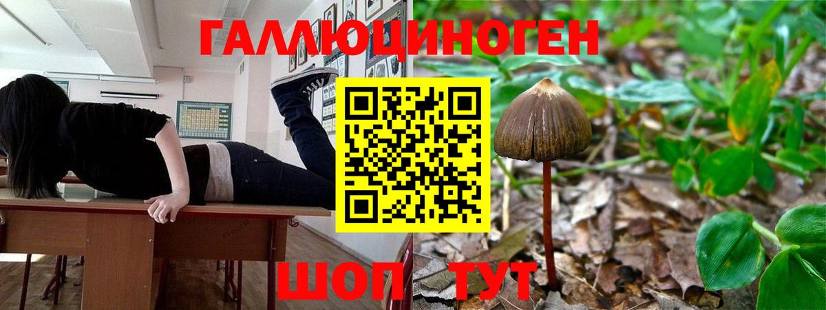 Галлюциногенные грибы GOLDEN TEACHER  Вход с VPN  Гудермес 